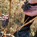 Poljoprivreda: Faza sazrevanja plodova vinove loze