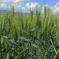 Trenutno stanje pšenice najavljuje dobar prinos, žetva se očekuje početkom jula