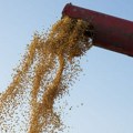 Značajno smanjeno trgovanje kukuruzom na Produktnoj berzi