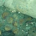 (Video) Pronađeno blago potopljene galije: Senzacionalno otkriće kod obala Kolumbije, dragocenosti ležale na dnu mora tri veka…