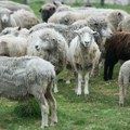 Neverovatan snimak iz Crne Gore: Medved na Durmitoru napao stado ovaca, ali ovo nije sigurno očekivao