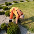 Reparacija mobilijara na Somborskom bulevaru