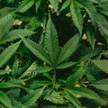 Otkrivena najveća plantaža marihuane u Crnoj Gori