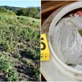 Pronađena laboratorija i zaplenjena droga u Vranju: Kod osumnjičenog nađeno i oružje