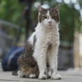 Mačak Lari ispratio i šestog premijera, čeka sedmog
