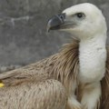 Beloglavi sup Zora zarobljen u Siriji: Fondacija odbija da plati otkup, evo šta je razlog