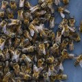 Rojevi pčela nad Beogradom, stanovnici preplašeni: Sa vrha zgrade spustile se na ulicu i prolaznike