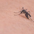 Zašto komarci ujedaju neke ljude, a druge ne? Od čega zavisi da li ćemo im se naći na piku