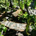 Ogromna šteta: Pola miliona stabala polomljeno u Bačkoj Palanci tokom nevremena