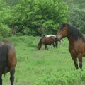 Pronađena kobila Viola za kojom tragalo čitavo selo: Bila zaglavljena u jarku blizu štale, vidno smršala