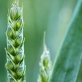 Srpska gazdinstva se okreću drugim žitaricama, sve manje seju pšenicu