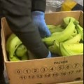 Kolumbijska policija pronašla 2,6 tona kokaina među bananama, trebalo da završi u Evropi