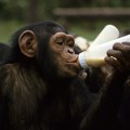 Deca - k'o deca: Mladi majmuni vole da zadirkuju roditelje