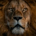 Lav ubio čuvara koji ga je hranio 10 godina, napravio kobnu grešku