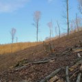 Nezakonita seča na Fruškoj gori: Pustošenje šume u vlasništvu Eparhije sremske kod manastira Jazak i Mala Remeta