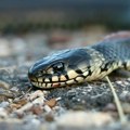 Најезда змија на Крку, мештани забринути за туристичку сезону