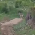 Prijepolje i obližnja sela u panici! Vuk šetao po imanjima pored kuća usred dana! (video)