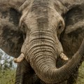 Slonica pregazila dve turistkinje Užas tokom safarija, stradale na licu mesta