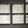 Изложба „Кроз свет инсеката Србије“ у Галерији Природњачког музеја