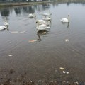 Iz komunalnog preduzeća apeluju: "Ne hranite labudove hlebom, to im ugrožava zdravlje"; evo detaljnog objašnjenja