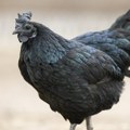 Ovo su najskuplje kokoške na svetu: Toliko su neobične da koštaju pravo bogatstvo - čak su im i kosti drugačije, zovu ih…