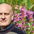 Raste svuda, a leči kašalj i grip: Majčina dušica je simbol hrabrosti, ali i moćan afrodizijak