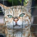 Noću se vozili gradom, krali mačke, pa ih prodavali radi mesa: Razbijena cela mreža, spaseno 2.700 životinja