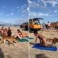 Uzbuna na plaži! Ženi preselo sunčanje, šunjao se među ljudima i odjednom napao - ljudi skočili na dvljeg psa (video)
