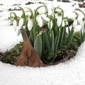 Priroda ili klimatske promene? Procvetale visibabe usred zime: Vide se pupoljci, a oko njih sneg