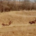 Rio Tinto: Ponovljene lažne vesti o trovanju jelena stare više od dve godine