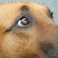 Srbija i životinje: Od čega su uginuli psi u Novom Sadu i da li je reč o trovanju