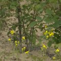 Komšije u prolazu s nevericom radivoju zagledale u njivu: Otkud ovo u Banatu, a nije pšenica?! Redovi mladica dokle pogled…