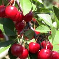 Višnje i šljive pate zbog vrućina, kakav plod možemo da očekujemo