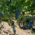 Vinogradari u Šumadiji zadovoljni sezonom, očekuju vino vrhunskog kvaliteta