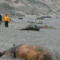 Stotine mladih kitova uginulo kod obala Argentine, misli se da je ovo uzrok