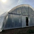 Otkrivena plantaža marihuane u Gornjem Milanovcu: Uhapšena četvorica.