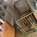 Direktorka Zoo vrta na Paliću za Danas: Lavić u karantinu, čeka se mišljenje veterinara