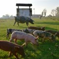 Stefan ima 5.000 svinja i samo petoro radnika! Evo kako mu polazi za rukom: Ovo je tajna poslovnog uspeha