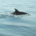 VIDEO: Delfin stigao do Temze, apel na građane i turiste da ga ne diraju