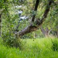 Park „Menoš“ vraćen državi, dve decenije protivpravno bio u privatnoj svojini