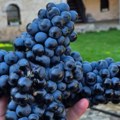 Pravo božije čudo pronađeno u vinogradu: Srpski manastir podelio neverovatnu fotografiju ubranog ploda