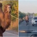 Rusi u napadima na ukrajince koriste kamile! Član Dume poručio: "To je potpuno normalno" Objavljen neverovatan snimak sa…