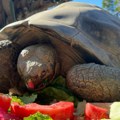 Uginula džinovska kornjača Grema, stara oko 140 godina u zoo-vrtu u San Dijegu