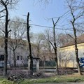 Sporno orezivanje drvoreda u ulici Kej 2. oktobra: Koriste metodu koja „ubija“ drveće