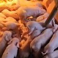 (Foto, video) Čudo u Laćarku! "Kad sam počeo da brojim... šok!": Krmača oprasila 33 praseta i postigla nezapamćen rekord