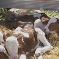 (Foto) Čudo u Kruševcu! Ni najstariji meštani ne pamte ovakav prizor: "Ovo je jedan redak slučaj"