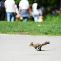 U Srbiji danas promenljivo oblačno i toplo vreme