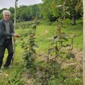Čudo u selu kod Prijepolja: Usred imanja raste tropsko voće