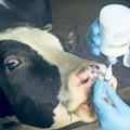 Ministar poljoprivrede: U Mađarskoj suzbijena epidemija slinavke i šapa