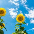 Pravi letnji dan u junu, temperatura do 35 stepeni